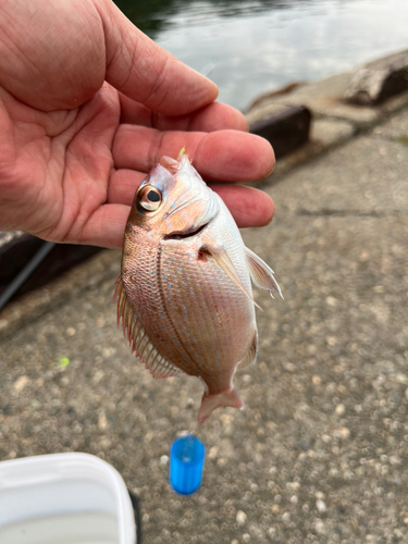 タイの釣果