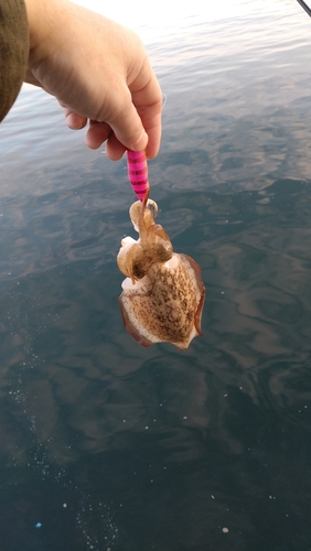 コウイカの釣果