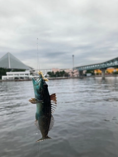 ベラの釣果