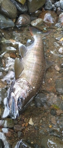 アマゴの釣果