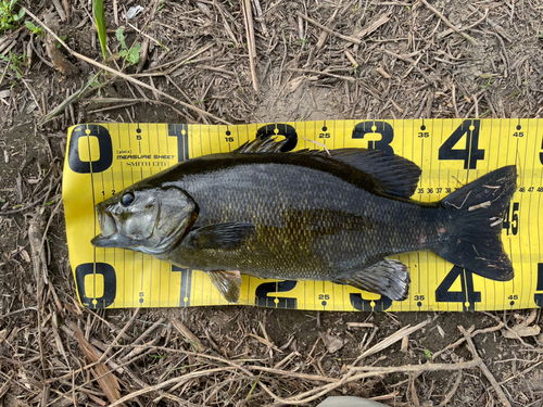 スモールマウスバスの釣果