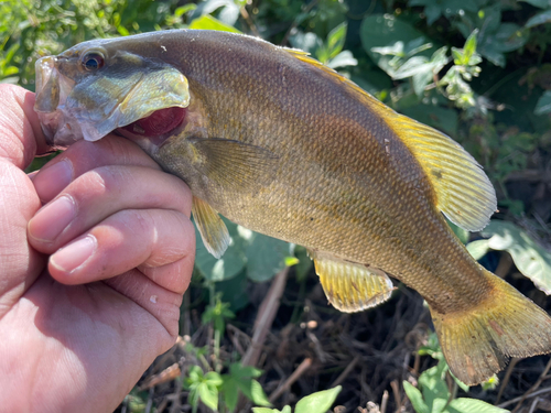 スモールマウスバスの釣果