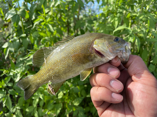 スモールマウスバスの釣果