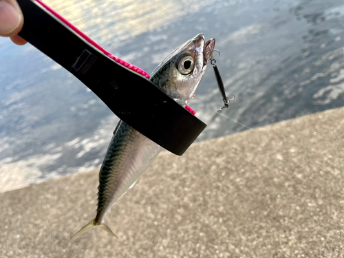 サバの釣果