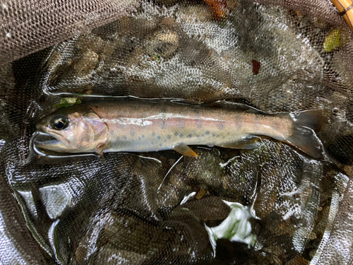 ヤマメの釣果