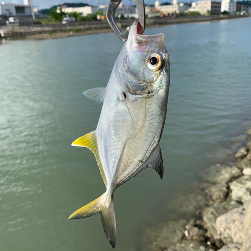 メッキの釣果