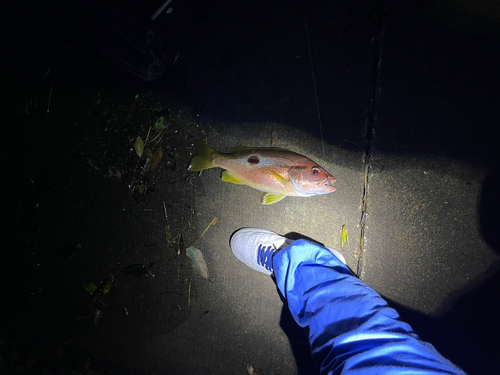 イッテンフエダイの釣果