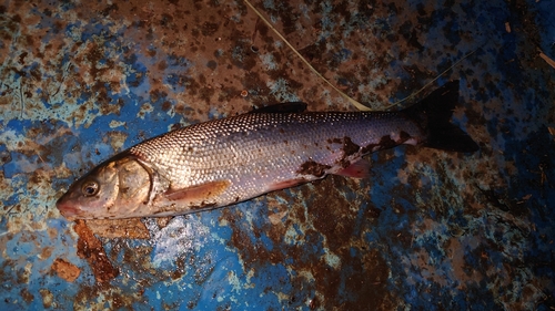 ウグイの釣果