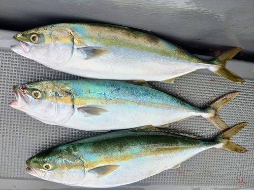 イナダの釣果