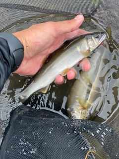 アユの釣果