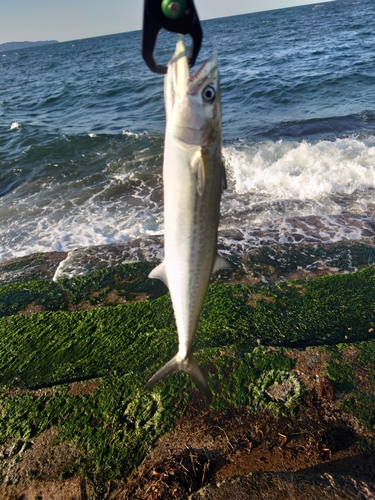 サゴシの釣果