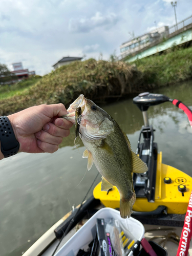 ラージマウスバスの釣果