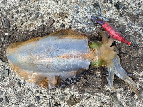 アオリイカの釣果