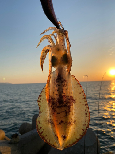 アオリイカの釣果