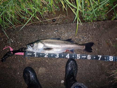 シーバスの釣果