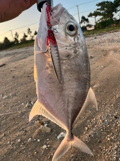 ガーラの釣果