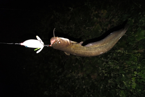 マナマズの釣果