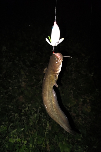 マナマズの釣果