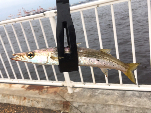 カマスの釣果