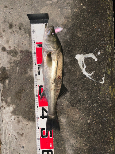 シーバスの釣果