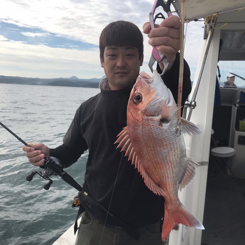 マダイの釣果