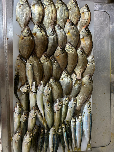 ウミタナゴの釣果