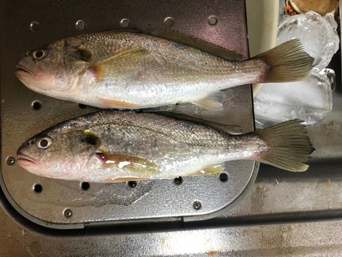 イシモチの釣果