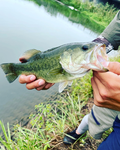 ブラックバスの釣果