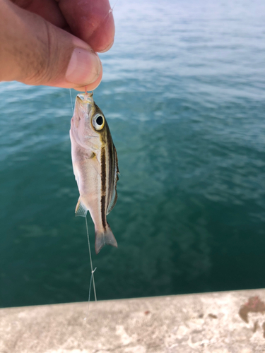 イサキの釣果