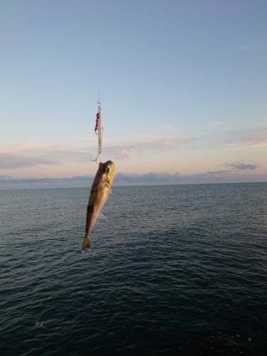 ワカシの釣果