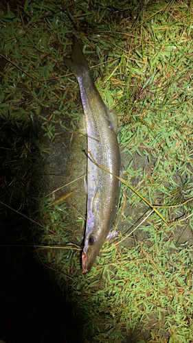 カマスの釣果