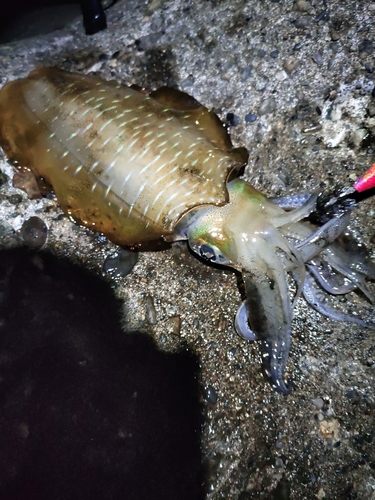 アオリイカの釣果