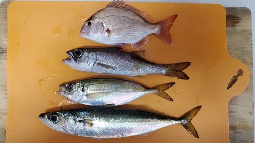 クロムツの釣果