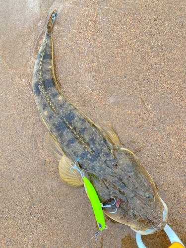 マゴチの釣果