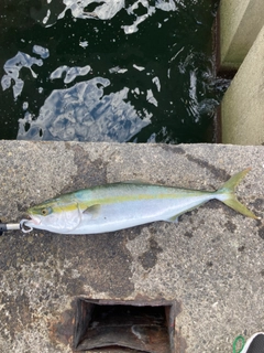 メジロの釣果