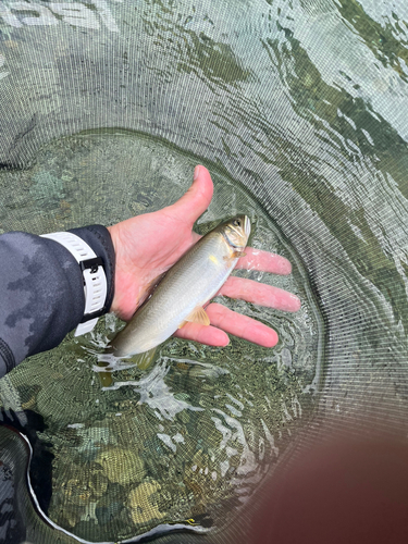 アユの釣果