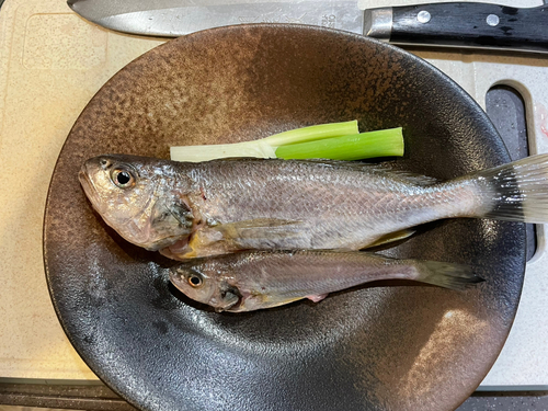 イシモチの釣果