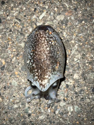 コウイカの釣果