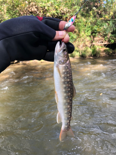 エゾイワナの釣果