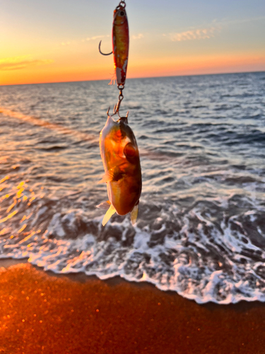 シロサバフグの釣果