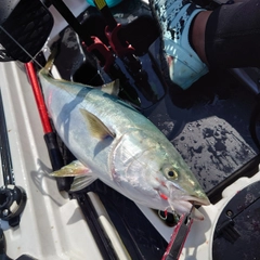 ハマチの釣果