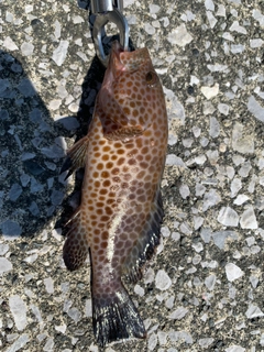 オオモンハタの釣果