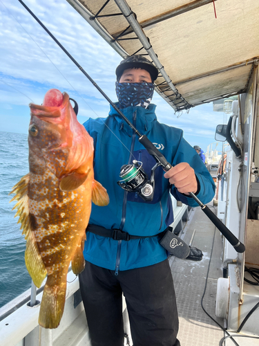 アコウの釣果