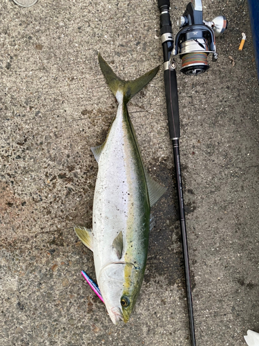 メジロの釣果