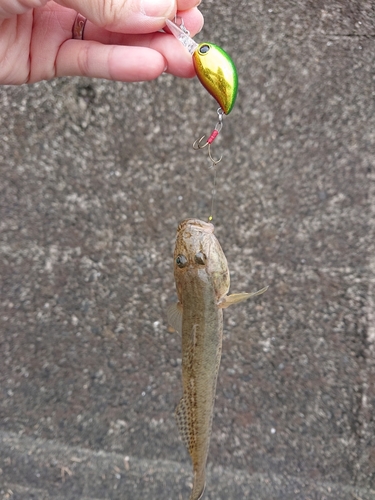 ハゼの釣果