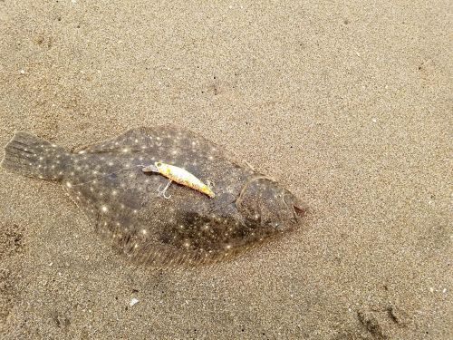 ヒラメの釣果