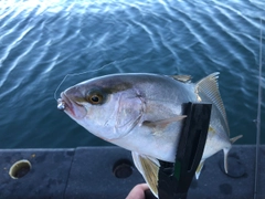 カンパチの釣果