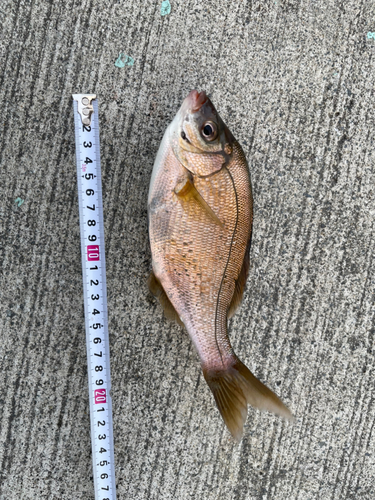 ウミタナゴの釣果