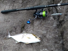 ショゴの釣果