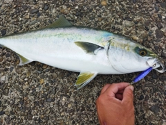 メジロの釣果